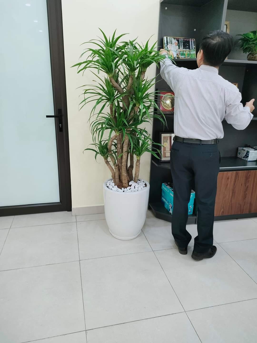 Thuê cây đặt văn phòng giá rẻ Đà Nẵng