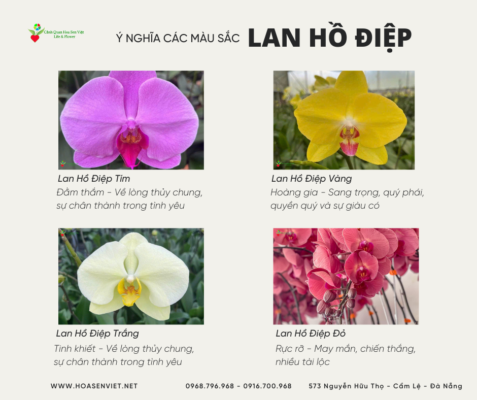 Ý nghĩa của hoa phong lan theo màu sắc - Hoa lan hồ điệp Đà Nẵng