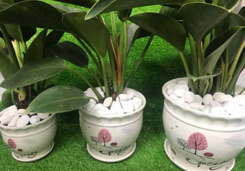 Những loai cây nên trồng trong nhà