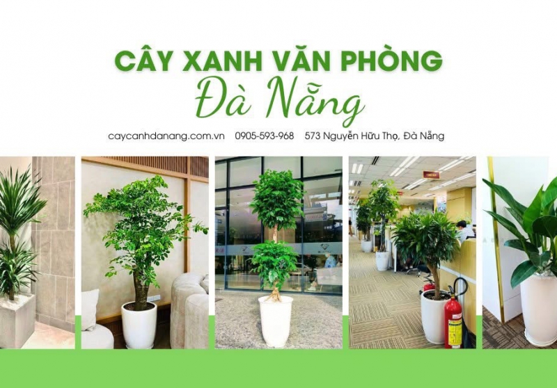TOP 7+ Chậu Cây Cảnh Đà Nẵng Bền Đẹp, GIá Rẻ Nhất