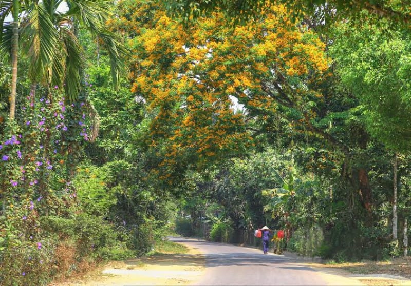 Cây sưa bông vàng, cung cấp cây sưa bông vàng, cay sua bong vang Quảng Nam