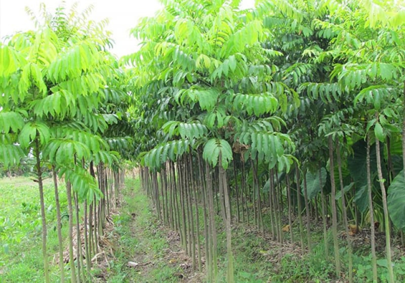 Cây sấu Đà Nẵng- Cung cấp cây sấu giống, cây sấu công trình giá hợp lý