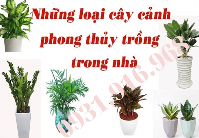 TOP 10+ Cây Phong Thủy Đà Nẵng Thu Hút Tài Lộc, May Mắn