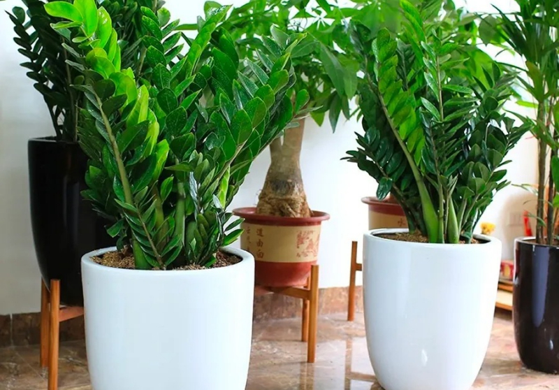 Cách Chọn Cây Văn Phòng Phong Thủy Tốt, Phù Hợp
