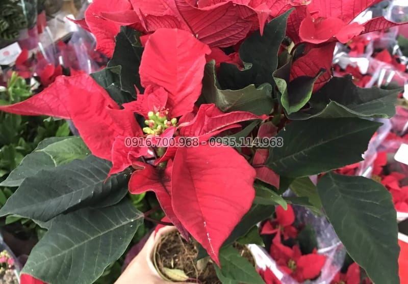 TOP 5 Cây Cảnh Trưng Bày Dịp Tết Âm Lịch Tân Sửu 2021