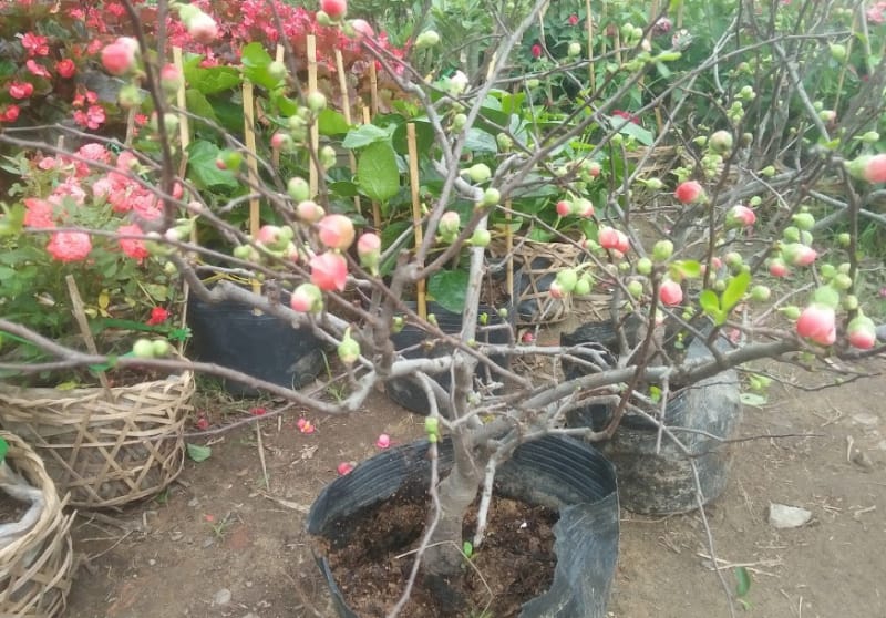 Cây cảnh Bình Dương