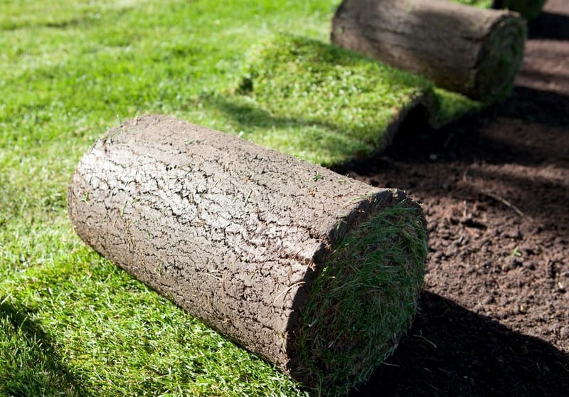 Kỹ thuật trồng cây công trình phần III : Kỹ thuật chăm sóc thảm cỏ