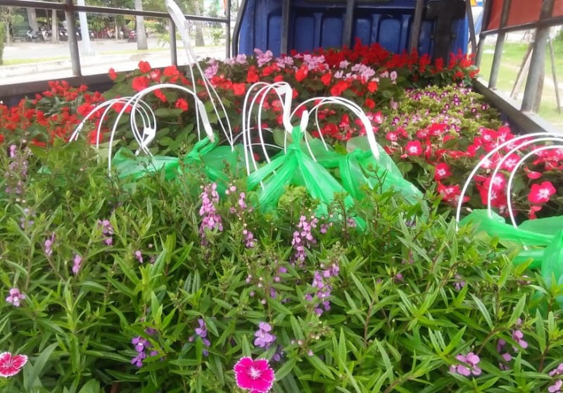 10+ Cây Cảnh Nam Định Đa Dạng Sản Phẩm, Giá Ưu Đãi Nhất