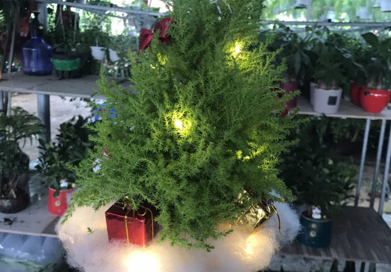 Top 4 cây cảnh trưng bày dịp lễ Noel 2020