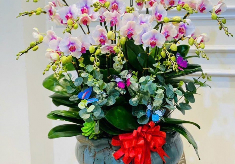 TOP 7+ Cửa Hàng Hoa Phong Lan Đà Nẵng Uy Tín, Giá Tốt Nhất