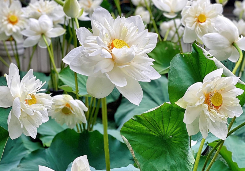 Mẹo hay chăm hoa sen bền và giữ lâu 