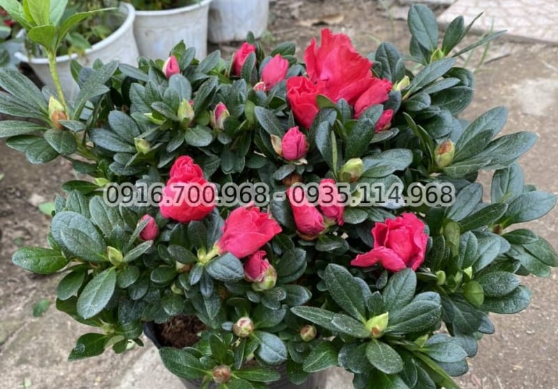 Top 5 cây cảnh trưng bày dịp tết dương lịch 2021