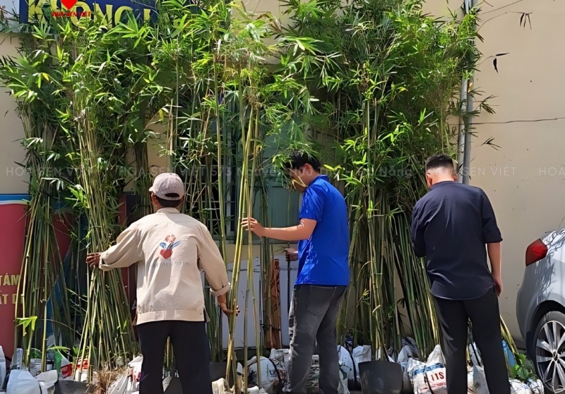 Cách Chăm Sóc Cây Cảnh Trong Nhà Xanh Tốt, Hiệu Quả