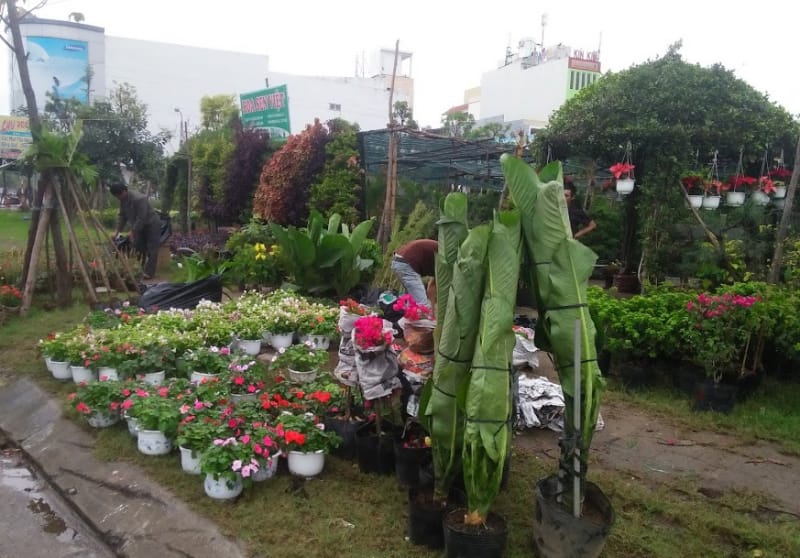 Cây cảnh Bình Thuận