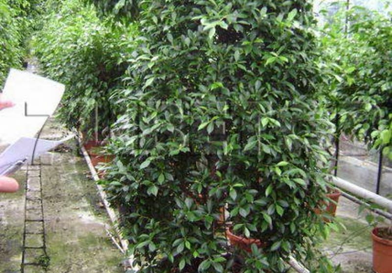 Cây XANH ĐÀ NẴNG, THIẾT KẾ THI CÔNG CÂY XANH ĐÀ NẴNG