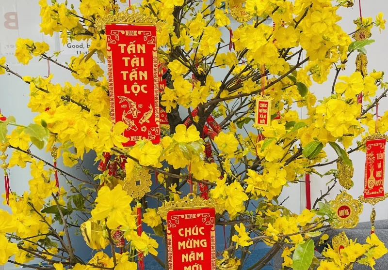 Chọn cây cảnh chưng Tết phong thủy, may mắn, tài lộc