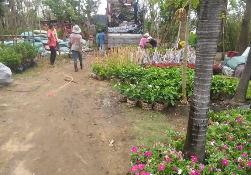 Cây cảnh Phú yên