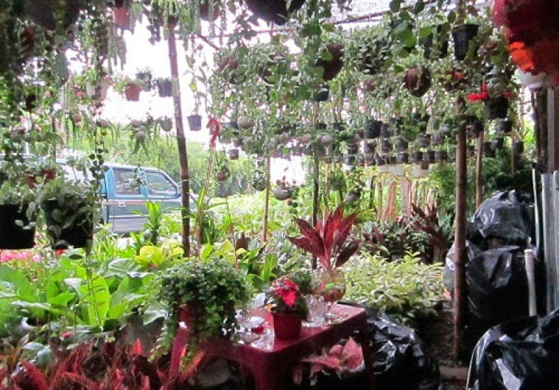 Bán cây vối, cung cung cây vối, giống cây vối, cây chè vối đà nẵng
