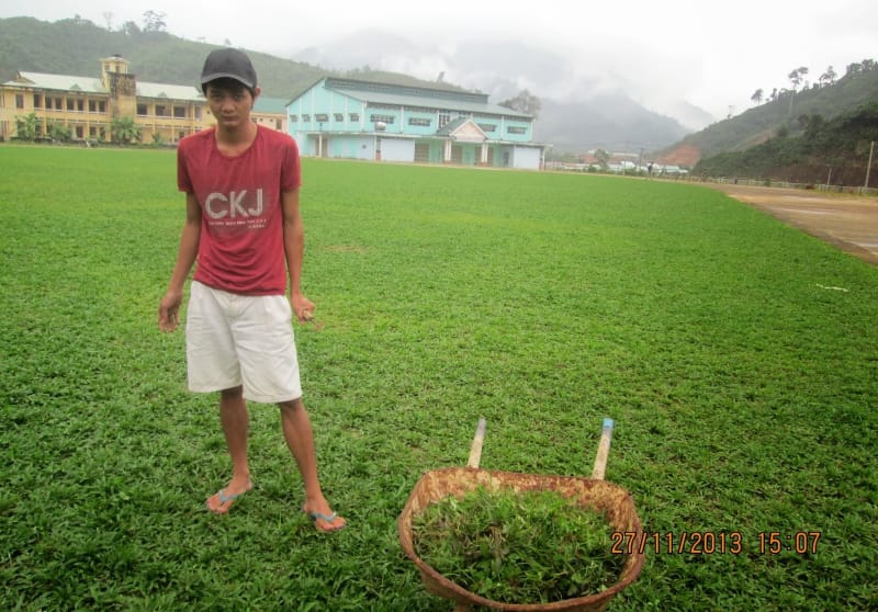SÂN CỎ TỰ NHIÊN, SÂN BÓNG ĐÁ CỎ LÁ GỪNG