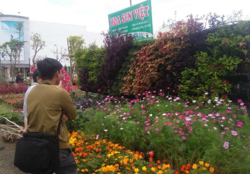 Cây cảnh Hải Phòng