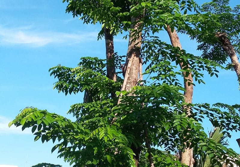 Cây cảnh quảng ngãi, thi công cây cảnh quảng ngãi