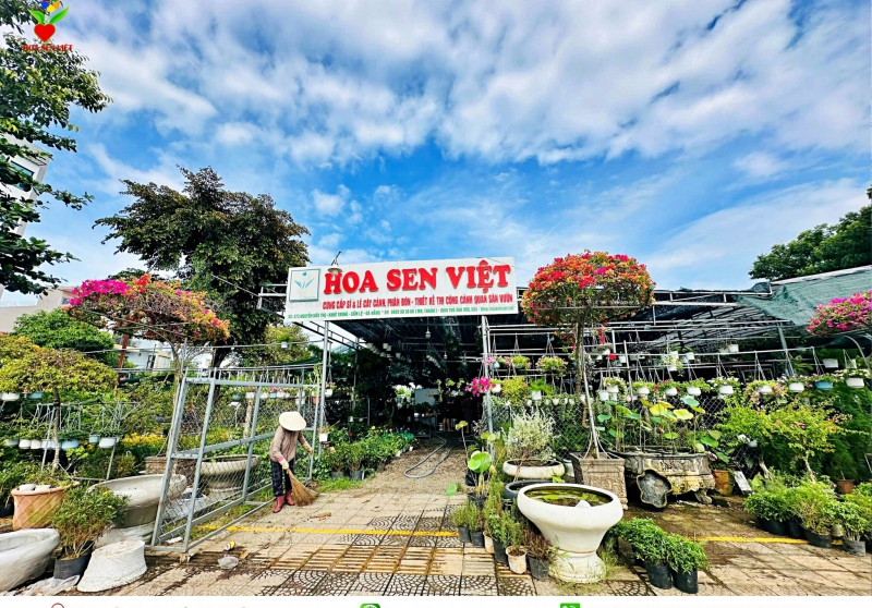 cây cảnh Đà Nẵng