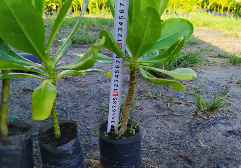 Cây phong ba biển