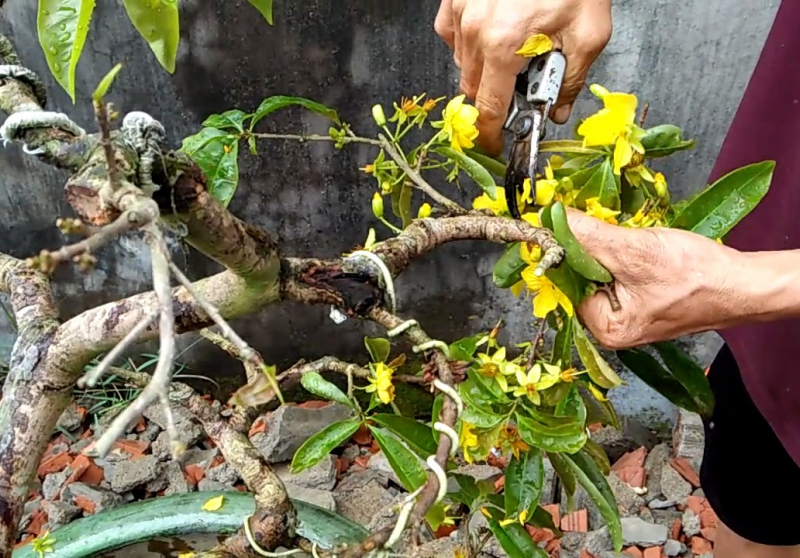 Dịch Vụ Chăm Mai Sau Tết Đà Nẵng Uy Tín, Chuyên Nghiệp