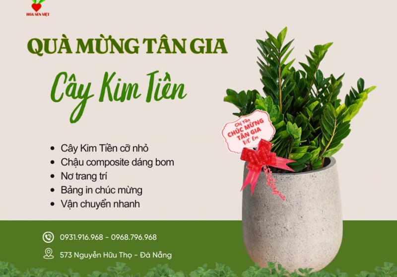 Cách Chăm Sóc Cây Văn Phòng Bền Đẹp | Dịch Vụ Cây Xanh Đà Nẵng