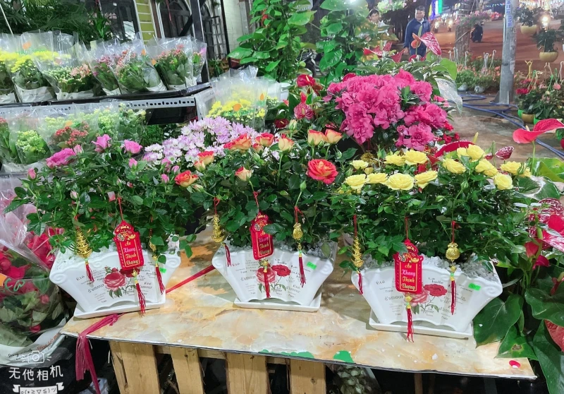 TOP 5+ Địa Chỉ Bán Cây Cảnh Hòa Khánh Đà Nẵng Uy Tín Nhất
