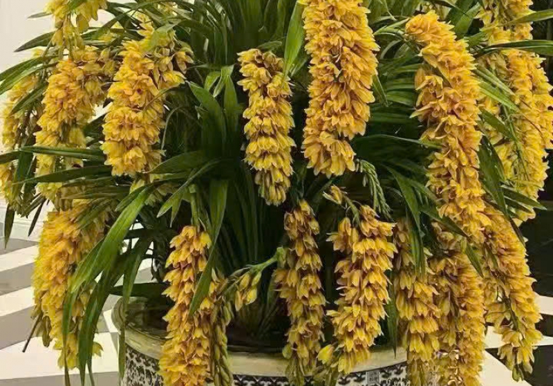 cây cảnh tết đà nẵng