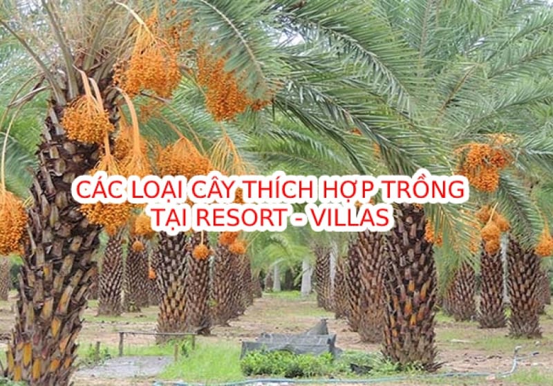 Các loại cây cảnh thích hợp trồng tại Villa Resort