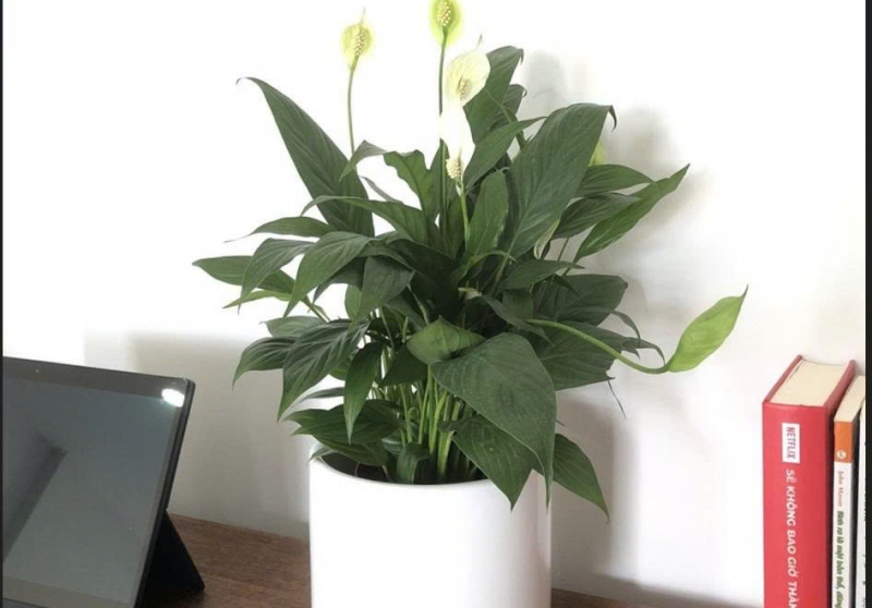 Tạo góc làm việc sống động mùa lạnh với cây mini – Đẹp, dễ chăm, tăng năng lượng