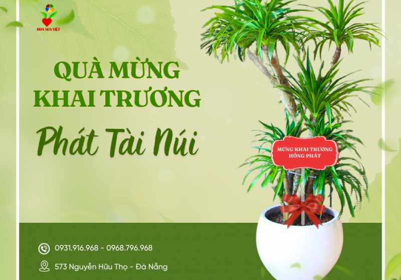 Dịch Vụ Cung Cấp Và Cho Thuê Cây Văn Phòng Tại Đà Nẵng – Xanh Không Gian, Nâng Tầm Giá Trị
