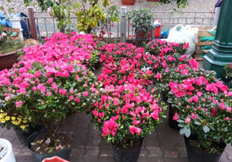 Hoa Tet, Hoa Tết Đà Nẵng giá sỉ