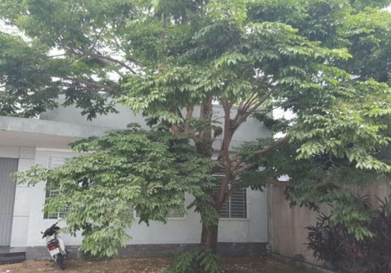 Tiên Phước mùa hoa sưa