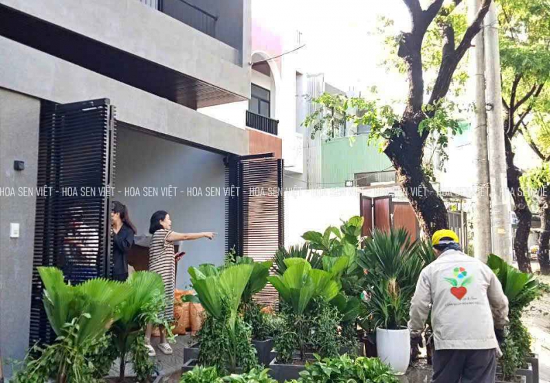 Hoa Sen Việt cung cấp dịch vụ cây cảnh tại Đà Nẵng: cây công trình, cây bóng mát, cây ăn quả, hạt giống, cỏ thảm, thi công sân vườn, cho thuê cây xanh văn phòng, chăm sóc sân vườn chuyên nghiệp.