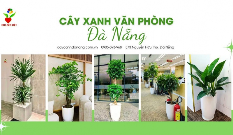 TOP 7+ Chậu Cây Cảnh Đà Nẵng Bền Đẹp, GIá Rẻ Nhất