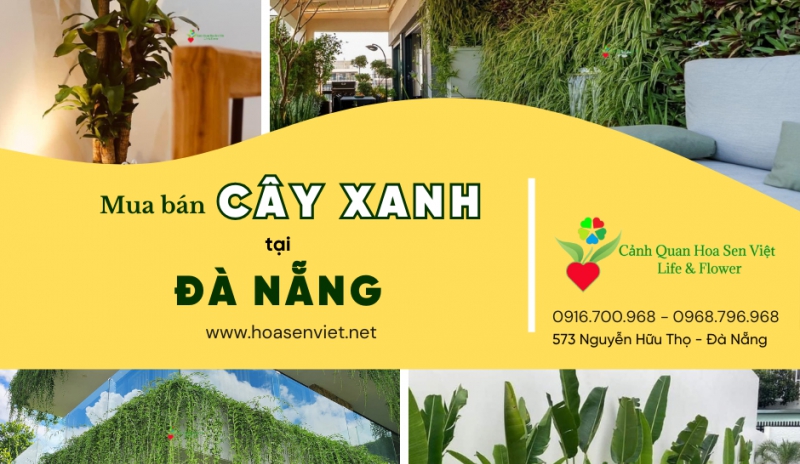 Mua bán cây xanh Đà Nẵng - Vườn Cây Cảnh Đẹp