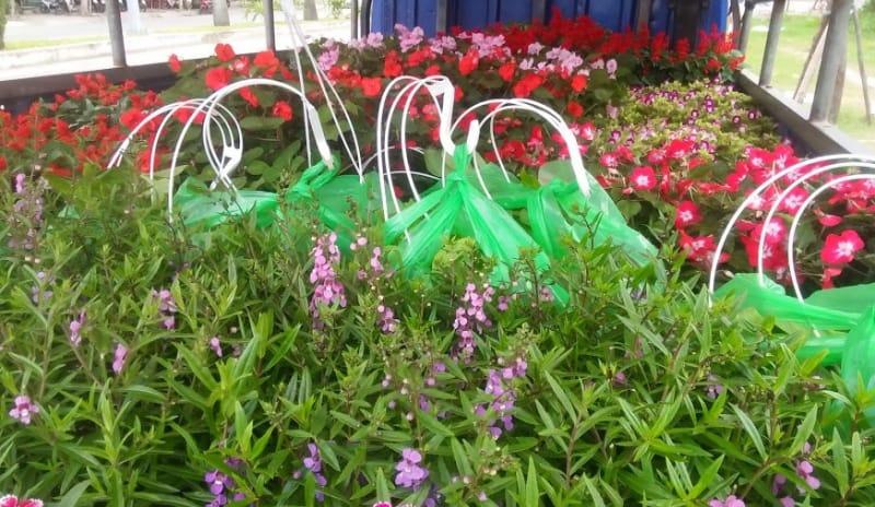 Bán hoa giá sỉ tại Đà Nẵng