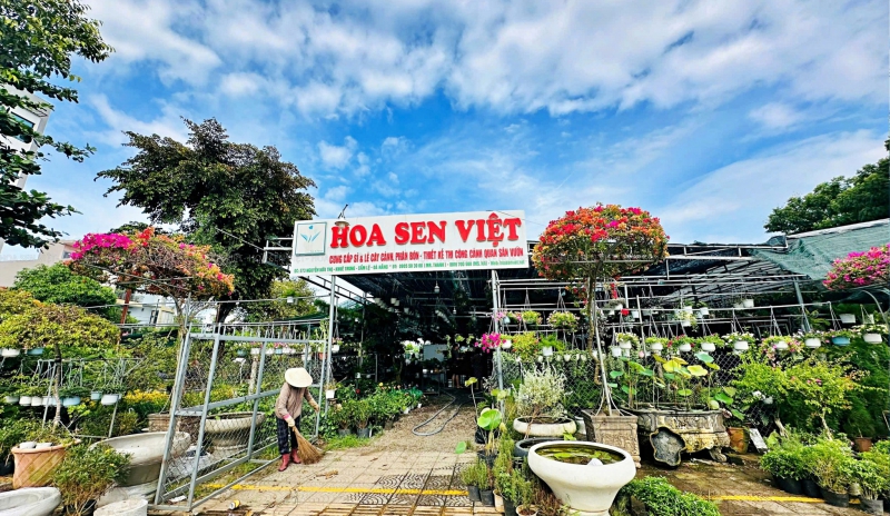 cây cảnh Đà Nẵng