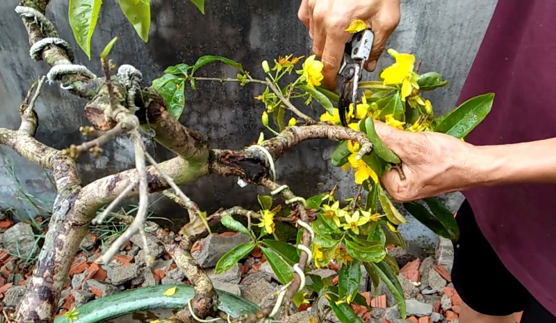 Dịch Vụ Chăm Mai Sau Tết Đà Nẵng Uy Tín, Chuyên Nghiệp