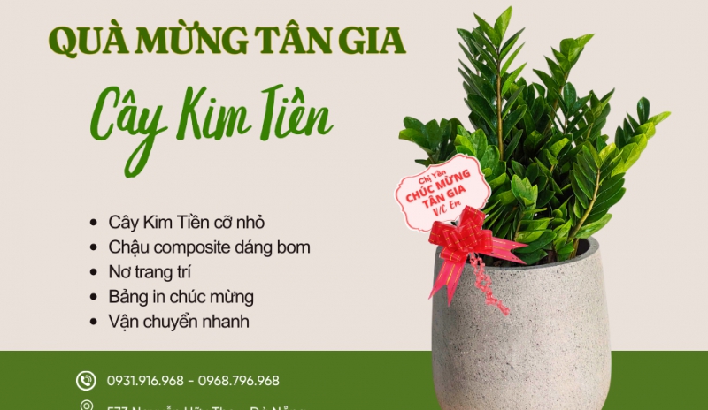 Cách Chăm Sóc Cây Văn Phòng Bền Đẹp | Dịch Vụ Cây Xanh Đà Nẵng