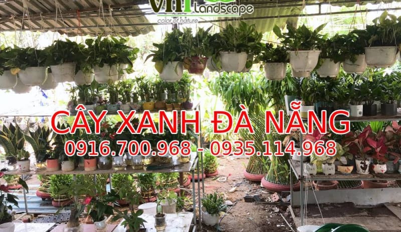 Cây xanh Đà Nẵng - Giá bán, địa chỉ bán cây xanh Đà Nẵng