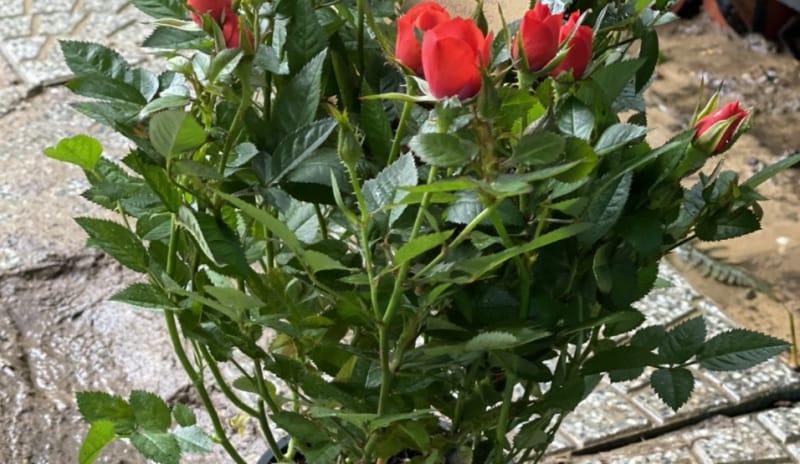 5 loại cây hoa cảnh tặng dịp ngày lễ Phụ Nữ Việt Nam 20/10/2020