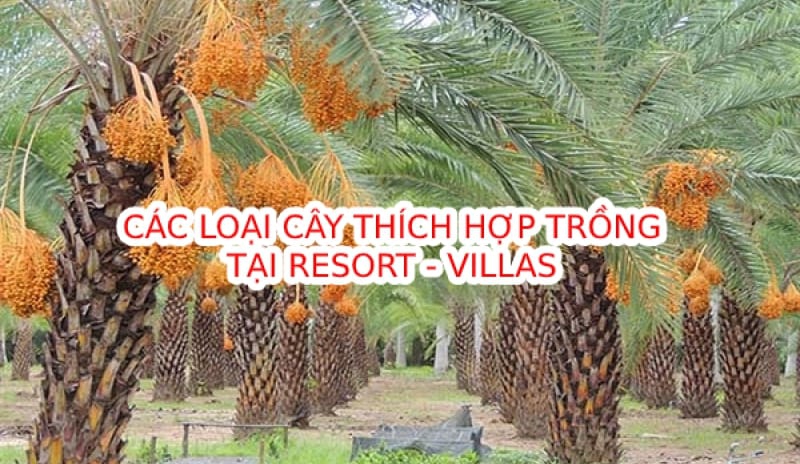 Các loại cây cảnh thích hợp trồng tại Villa Resort