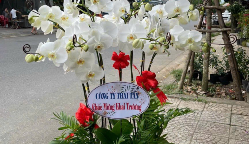Giá bán lan hồ điệp tại Đà Nẵng