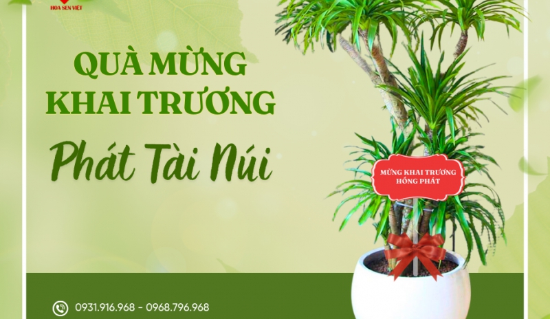 Dịch Vụ Cung Cấp Và Cho Thuê Cây Văn Phòng Tại Đà Nẵng – Xanh Không Gian, Nâng Tầm Giá Trị