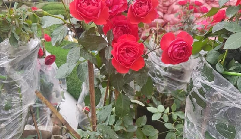 Hoa hồng Đà Nẵng- Bán và hướng dẫn chăm sóc cây hoa hồng các loại