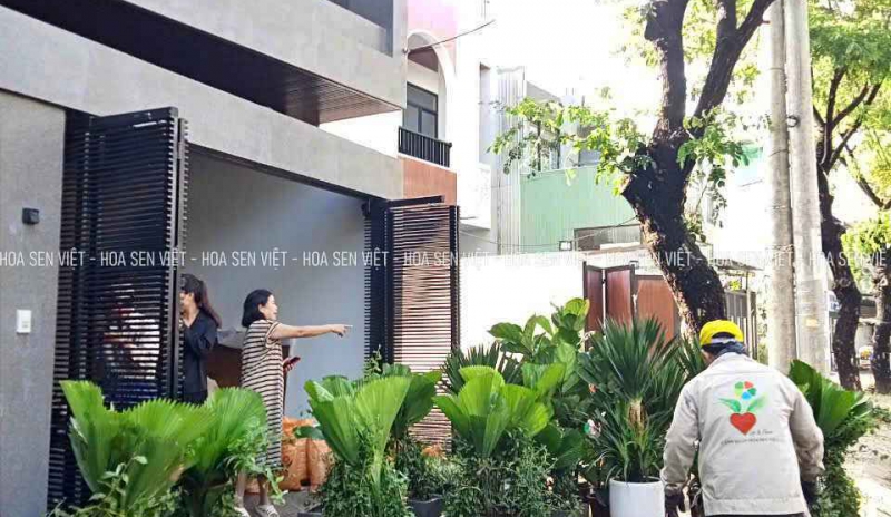 Hoa Sen Việt cung cấp dịch vụ cây cảnh tại Đà Nẵng: cây công trình, cây bóng mát, cây ăn quả, hạt giống, cỏ thảm, thi công sân vườn, cho thuê cây xanh văn phòng, chăm sóc sân vườn chuyên nghiệp.